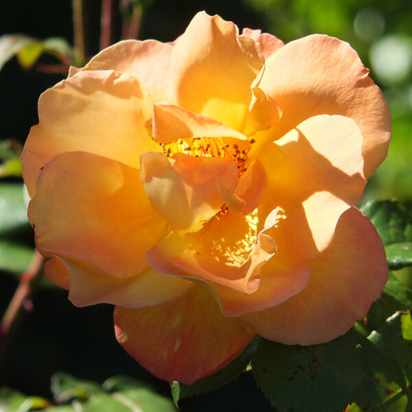 位圖植物攝影寫(xiě)實(shí)花卉花朵數(shù)碼照片免費(fèi)素材