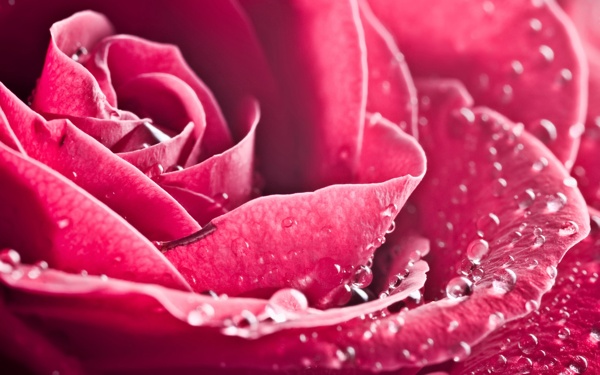 水珠鲜艳欲滴红玫瑰素材背景底纹