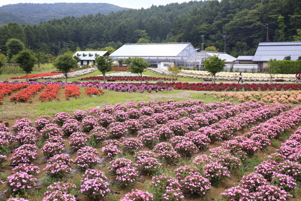 花海圖片