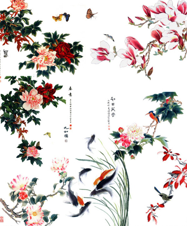芙蓉花圖片