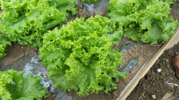 生菜圖片