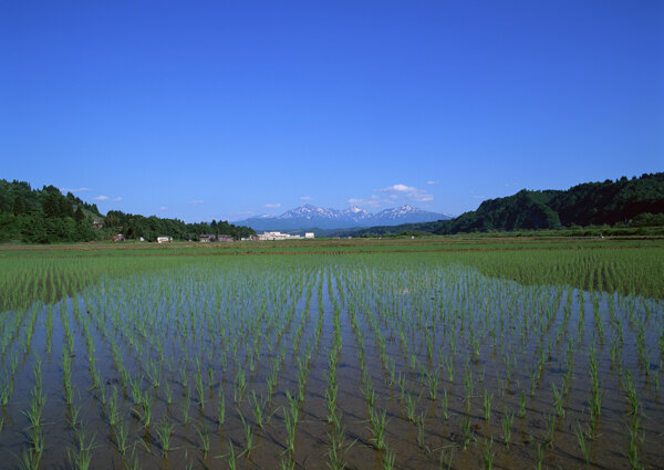 稻田