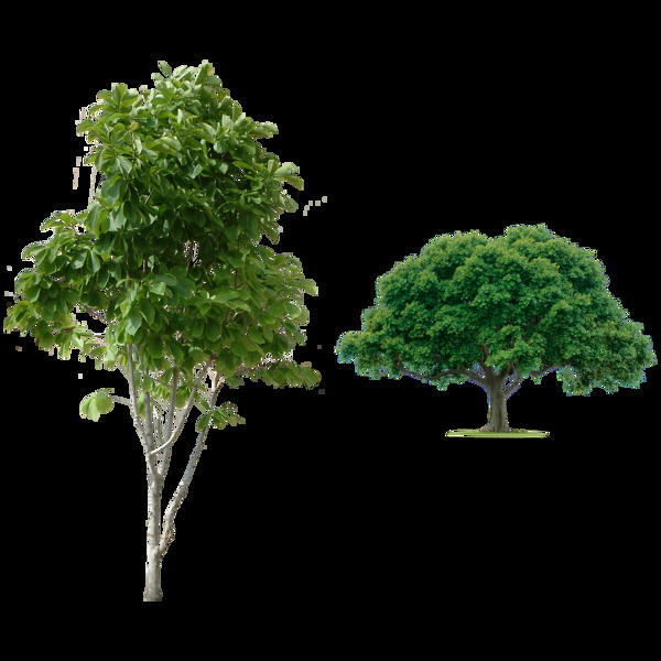两棵绿色树免抠png透明图层素材