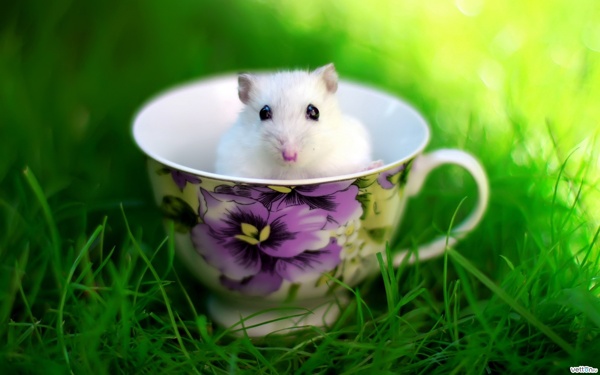 杯子小白鼠图片