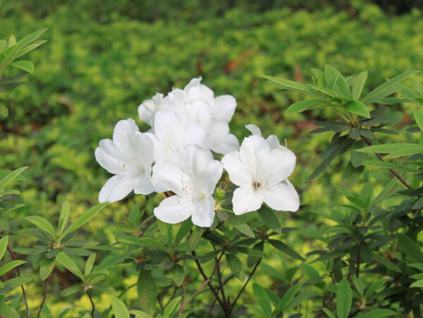 位圖植物花朵寫實(shí)花卉野花免費(fèi)素材