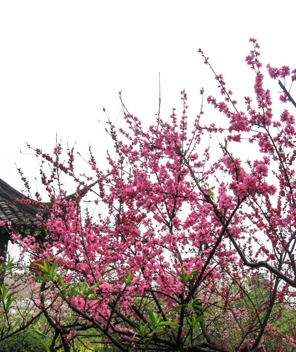 春天盛开的桃花摄影