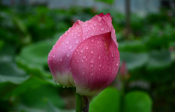 雨后荷花