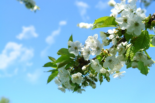 唯美白色樱花风景图片