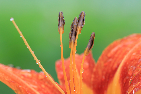 花開