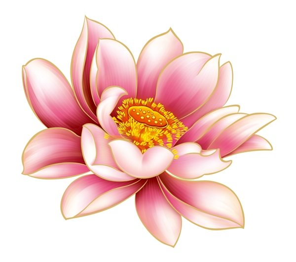 PS荷花圖片