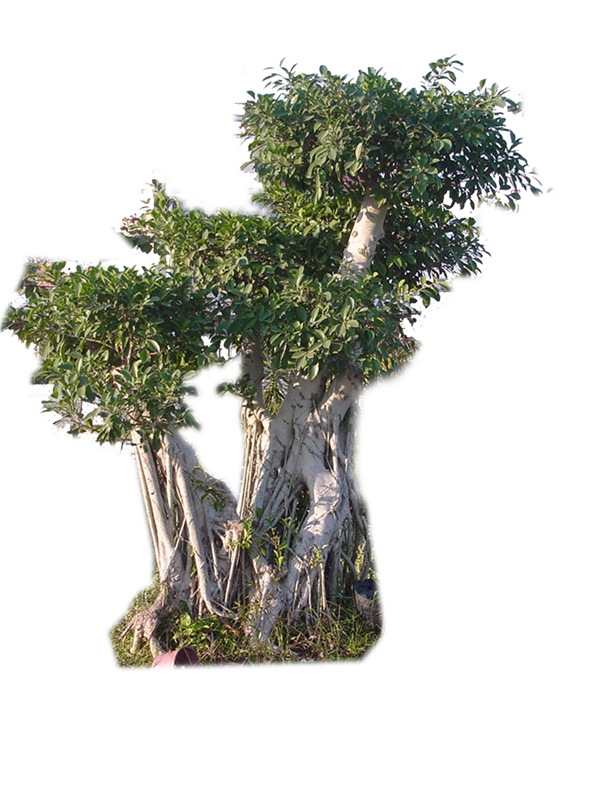 植物貼圖素材建筑裝飾JPG0279