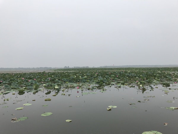 洪湖