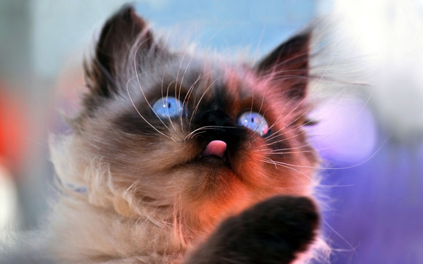 唯美猫咪暹罗宝石高清图片壁纸