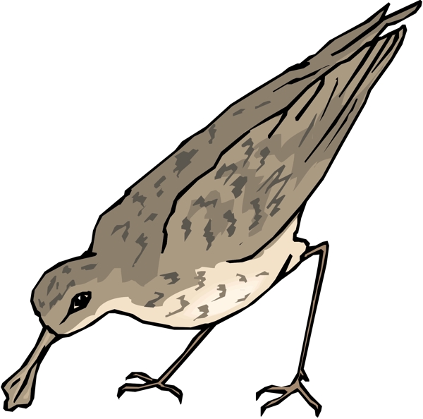 各種鳥(niǎo)類(lèi)鳥(niǎo)動(dòng)物矢量素材EPS格式1389