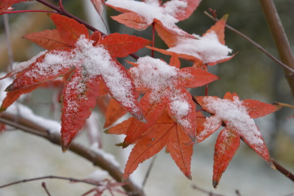 初雪紅葉