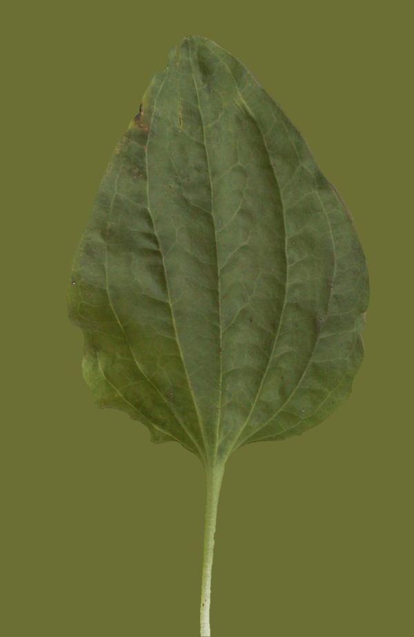小型花卉植物3D模型免費下載帶材質(zhì)13
