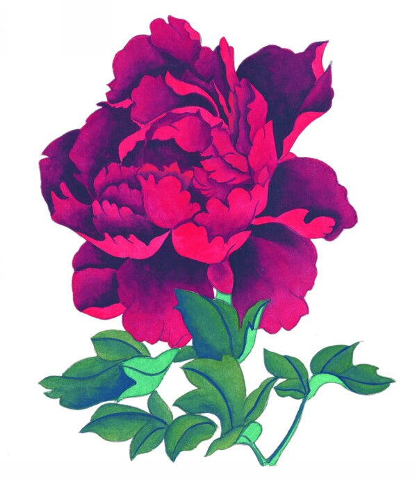 牡丹花朵欣賞圖