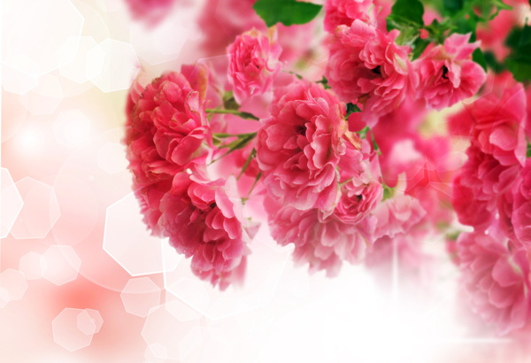 鮮花圖片