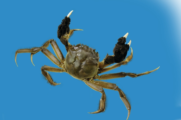 大閘蟹