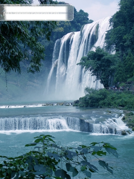 樹植物水風(fēng)景