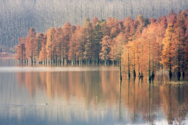 秋季森林自然风景背景海报素材图片