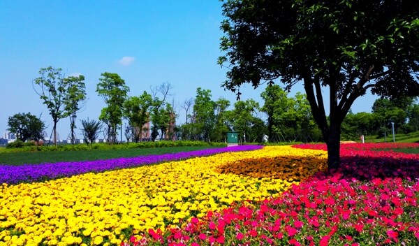 花海