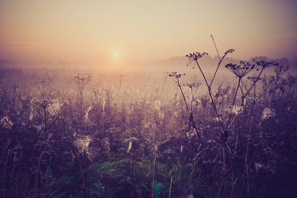 美丽草地清晨风景图片