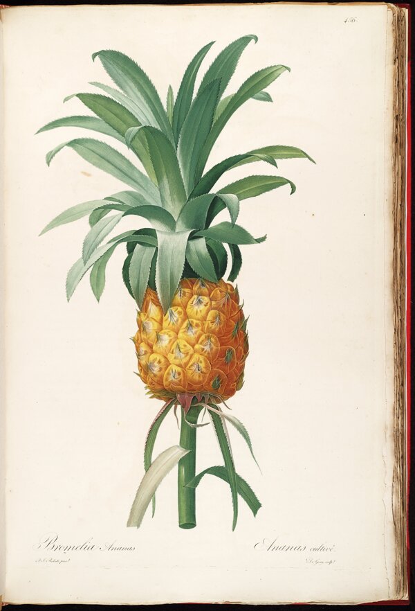 菠萝凤梨图片