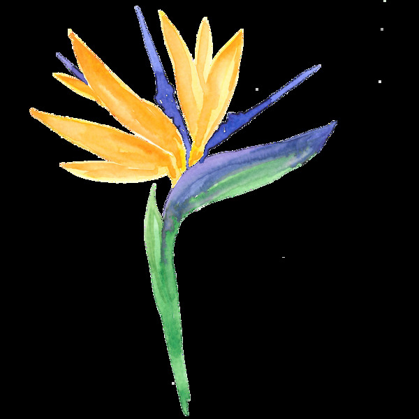 缤纷色彩花卉卡通透明素材