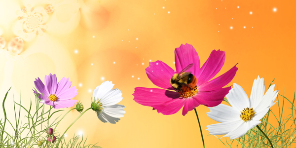bh225300x150