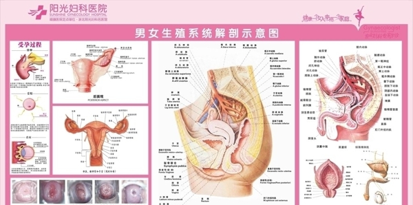 男女性生殖系统图图片