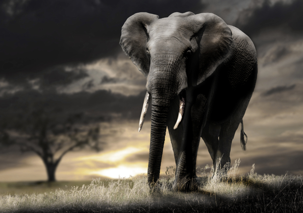 非洲大象高清摄影图片