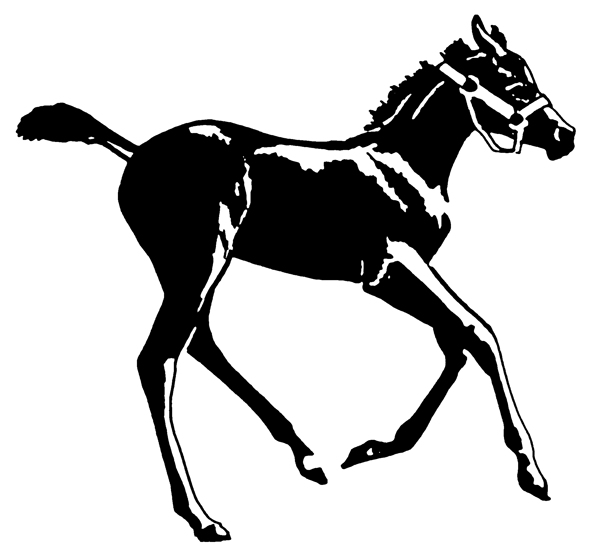 位圖抽象動物色彩黑白色馬免費素材