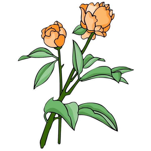 花卉古典插畫