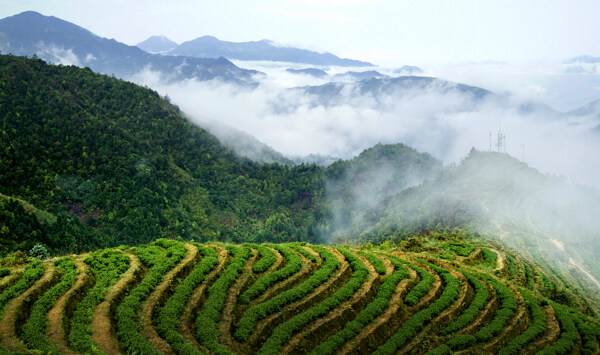 茶山圖片
