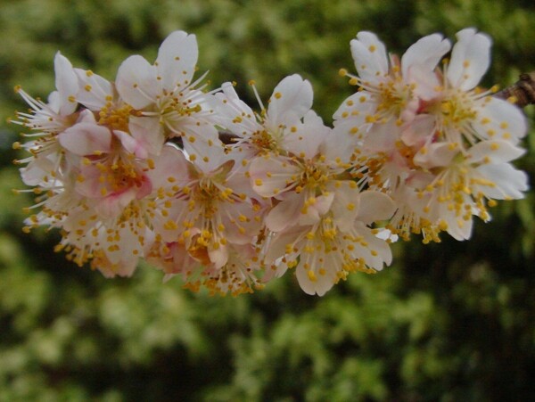 櫻桃花圖片