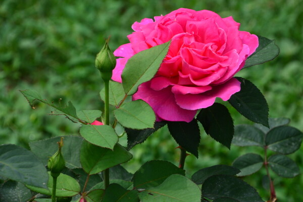 月季花