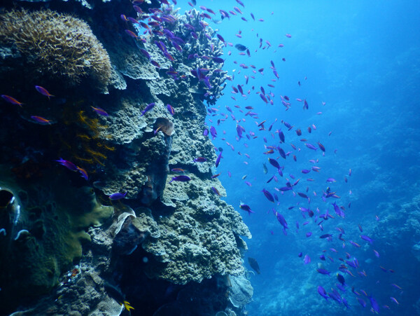 海底魚群