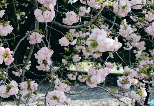櫻花圖片