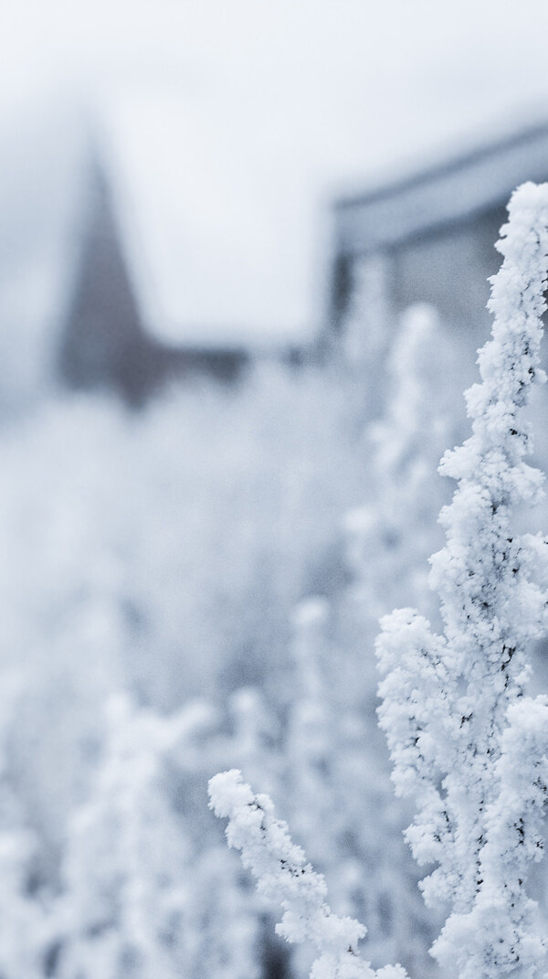 白色松树雪花H5背景素材