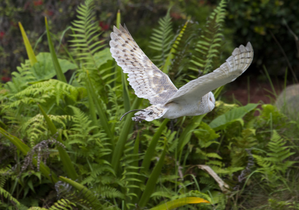 植物丛中飞翔的白头翁图片