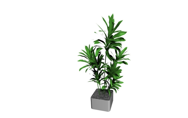 植物模型圖片