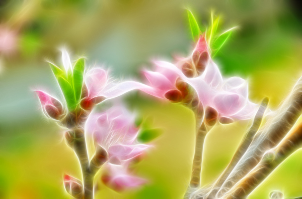 桃花光影圖