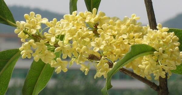 桂花