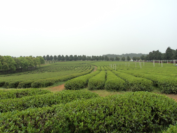 印象茶園圖片