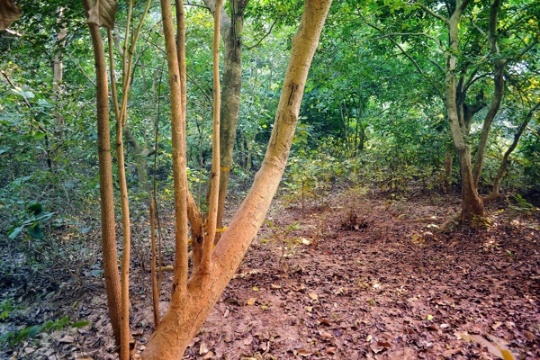 樹林