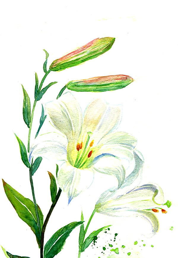 手繪百合