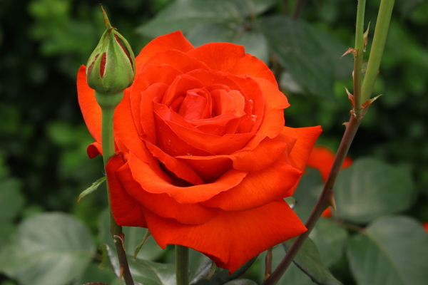 月季花