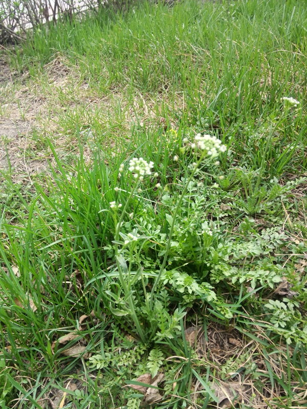 春天野草野菜薺菜開花圖片