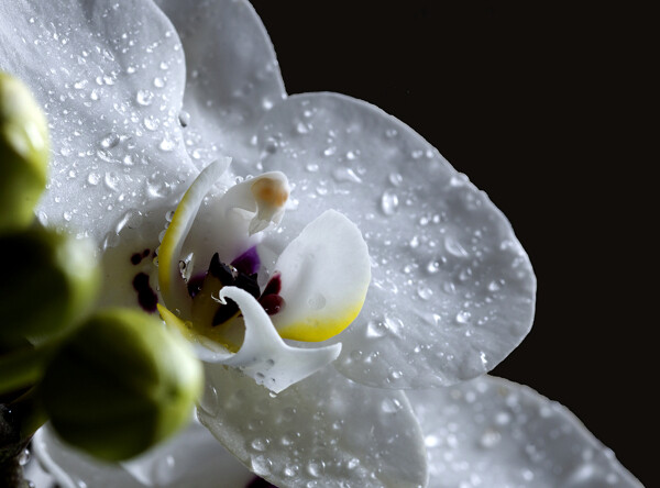 迷人的花蕊